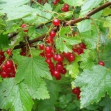 Crvena ribizla alfa: opis, sadnja i njega